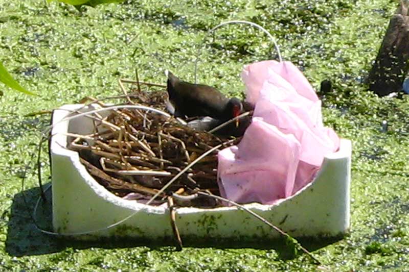 una gallinella d''acqua manda il suo messaggio all'' uomo