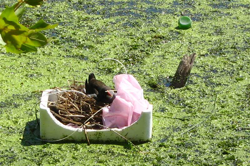 una gallinella d''acqua manda il suo messaggio all'' uomo