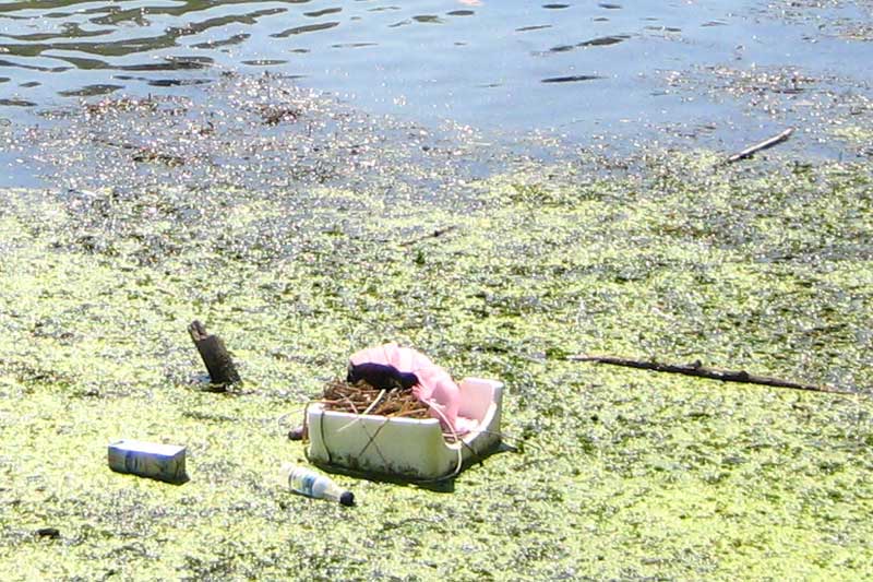 una gallinella d''acqua manda il suo messaggio all'' uomo