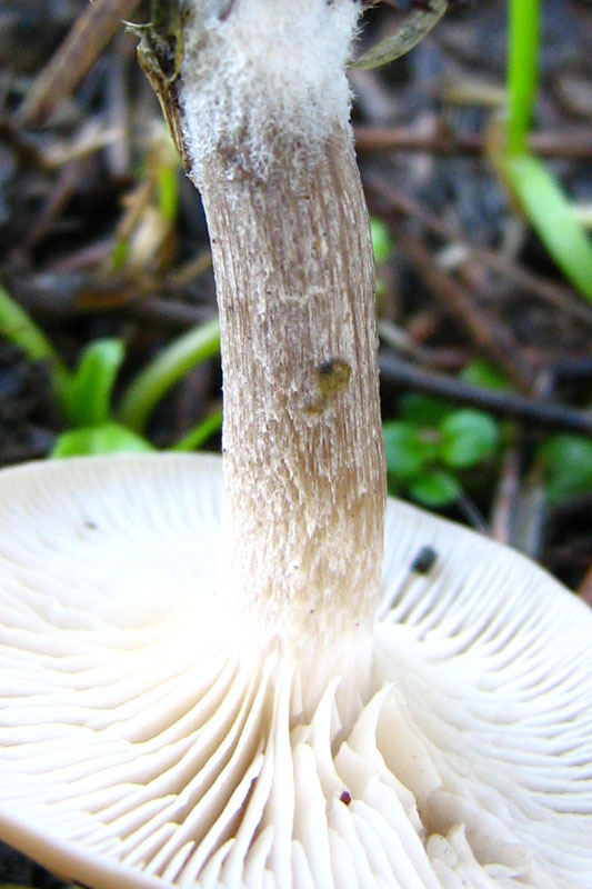 strobilurus tenacellus?