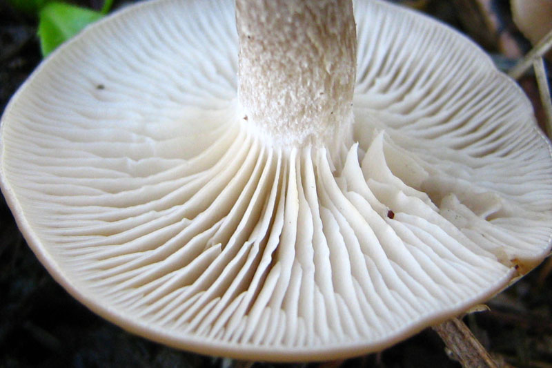 strobilurus tenacellus?