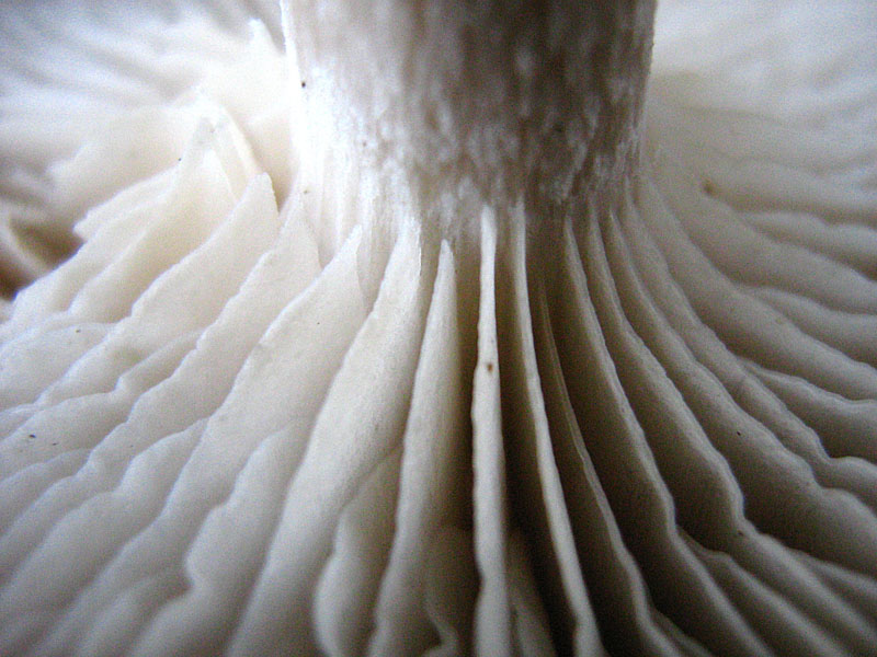 strobilurus tenacellus?