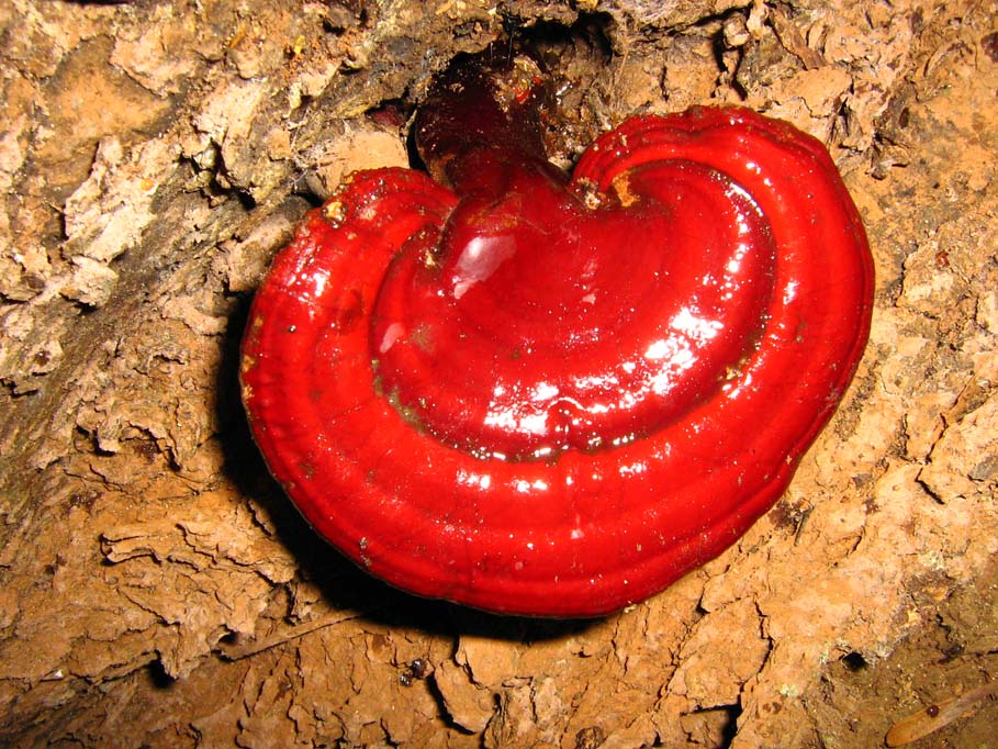 Su tronco dentro sgrottamento tufaceo (Ganoderma lucidum)