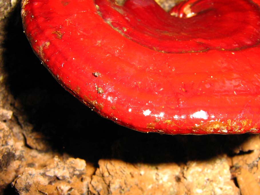 Su tronco dentro sgrottamento tufaceo (Ganoderma lucidum)