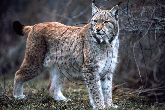 Lince europea