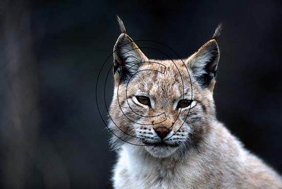 Lince europea
