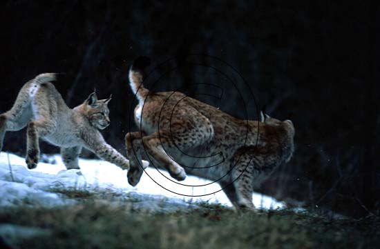 Lince europea