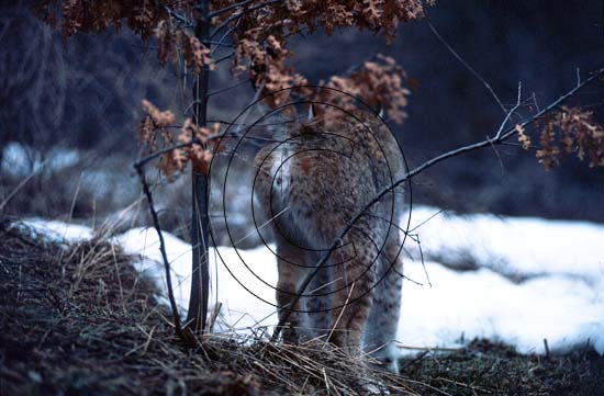 Lince europea