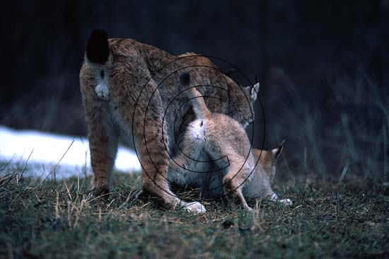 Lince europea