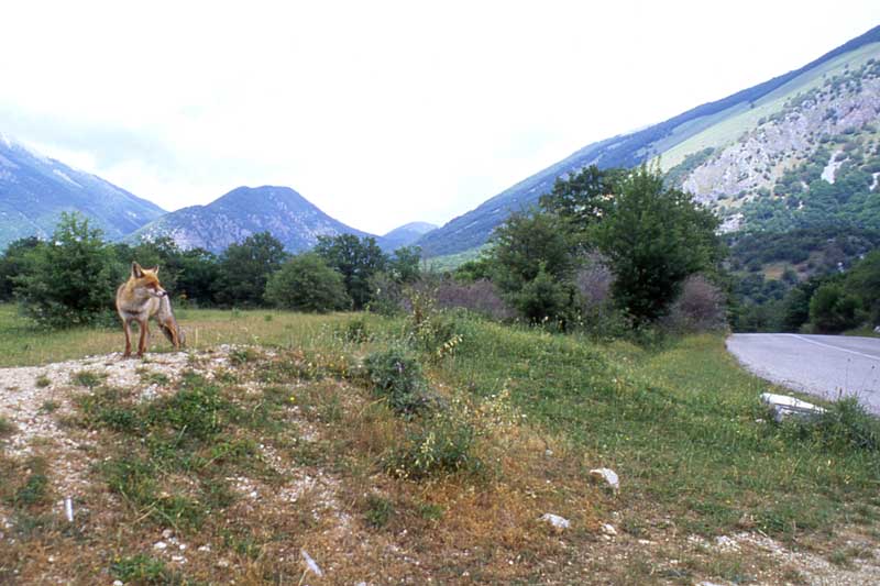 Volpe - Oasi di Bentivoglio (BO)
