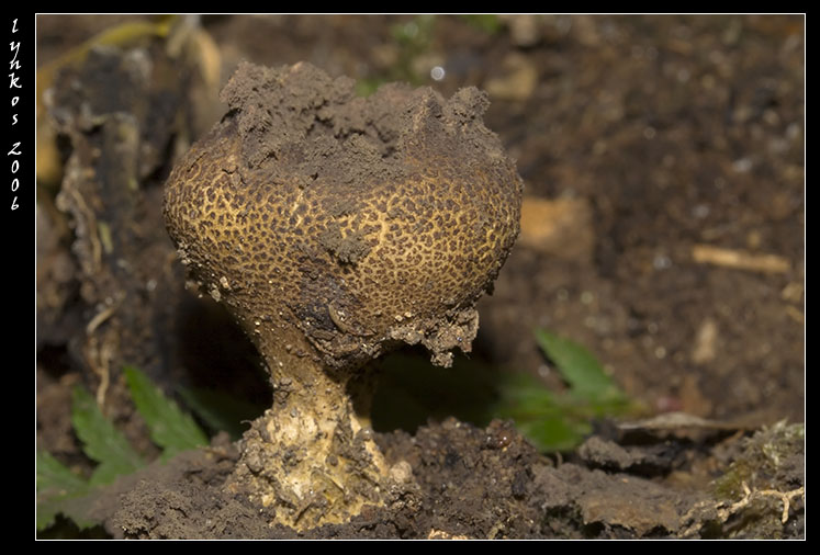 Funghi da Monterano 1/2