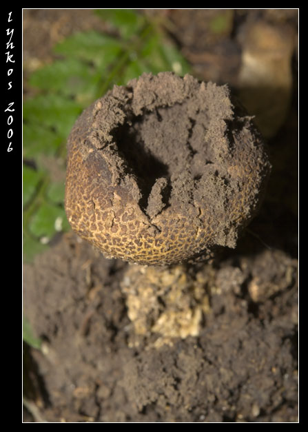 Funghi da Monterano 1/2