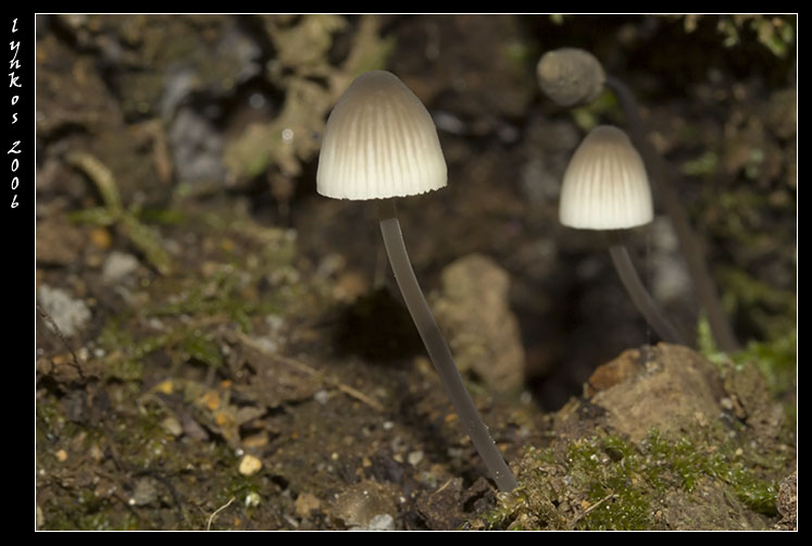 Funghi da Monterano 1/2