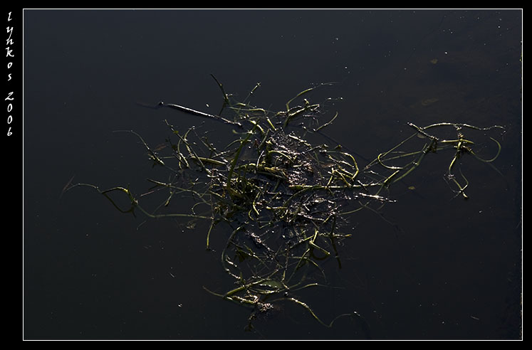 Canale dei Pescatori, Ostia, acqua verde, acqua torbida