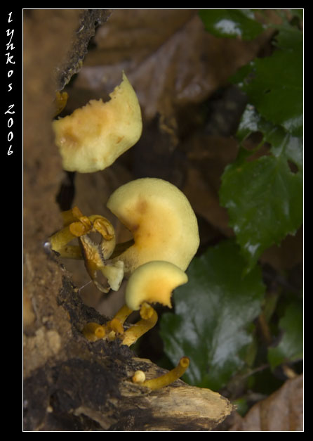 Funghi da Monterano 1/2