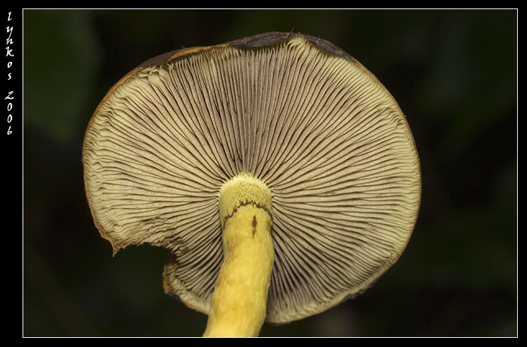 Funghi da Monterano 1/2