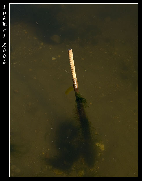 Canale dei Pescatori, Ostia, acqua verde, acqua torbida