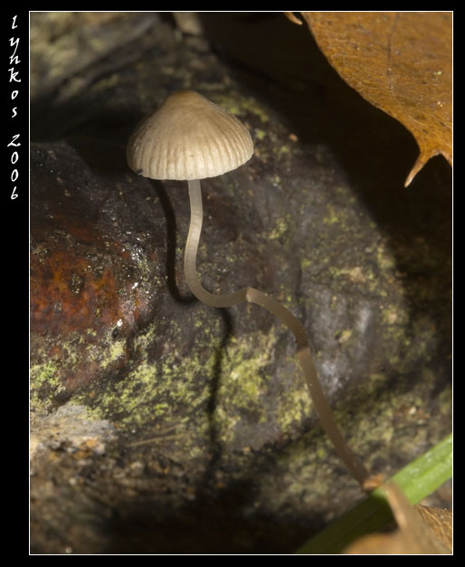 Funghi da Monterano 1/2