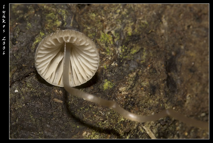 Funghi da Monterano 1/2