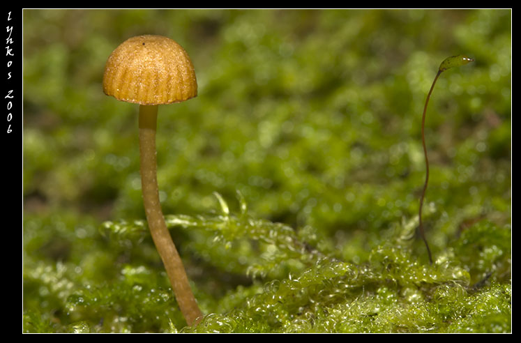 Funghi da Monterano 1/2