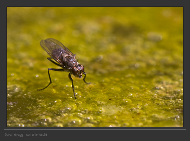 Dittero melmoso: Lispe sp. (Muscidae).