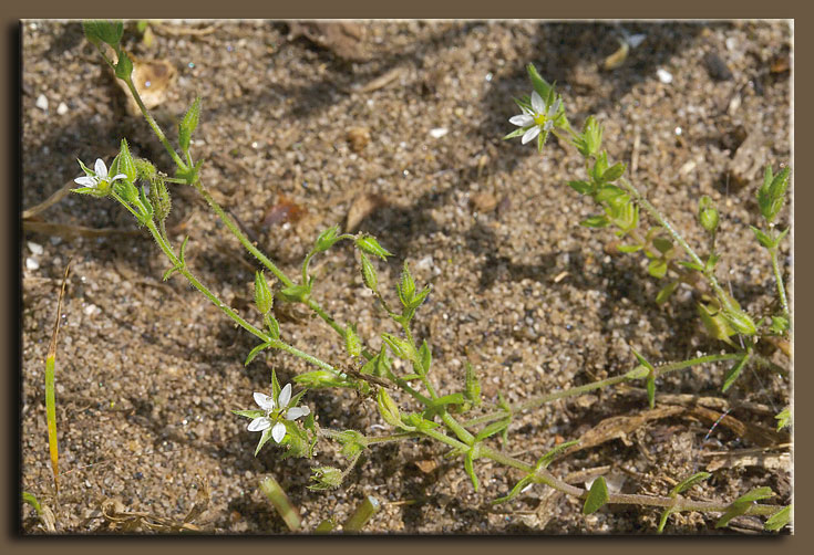 Arenaria serpyllifolia / Arenaria serpillifolia