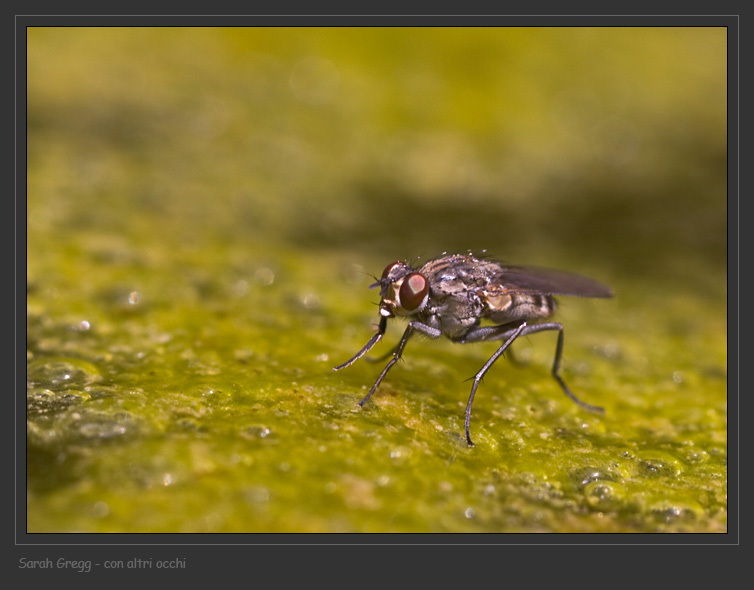 Dittero melmoso: Lispe sp. (Muscidae).