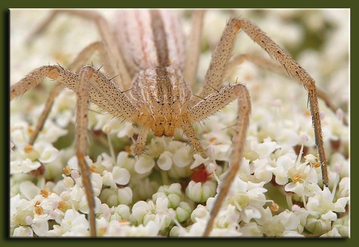 Tibellus sp.