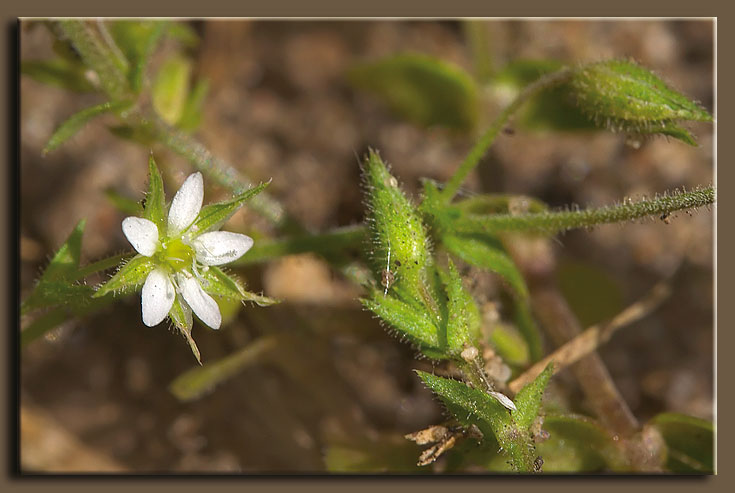 Arenaria serpyllifolia / Arenaria serpillifolia