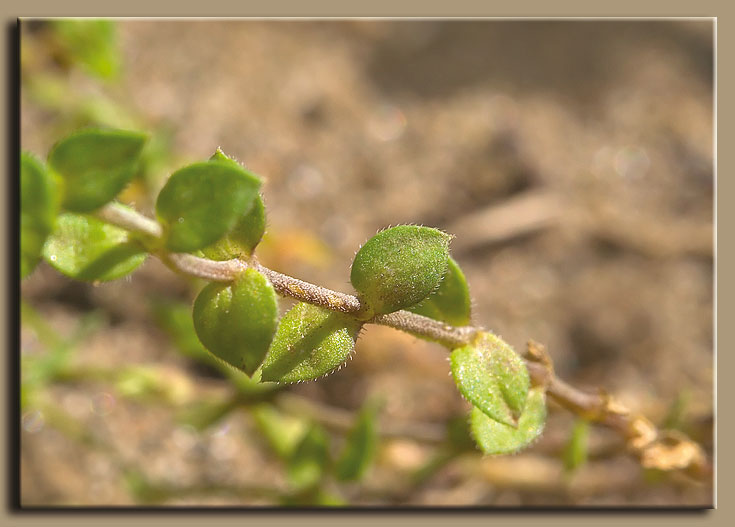 Arenaria serpyllifolia / Arenaria serpillifolia