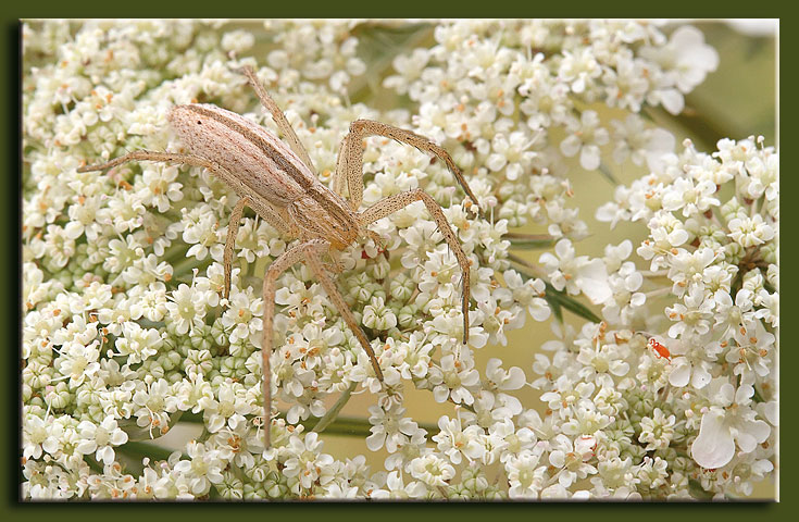 Tibellus sp.