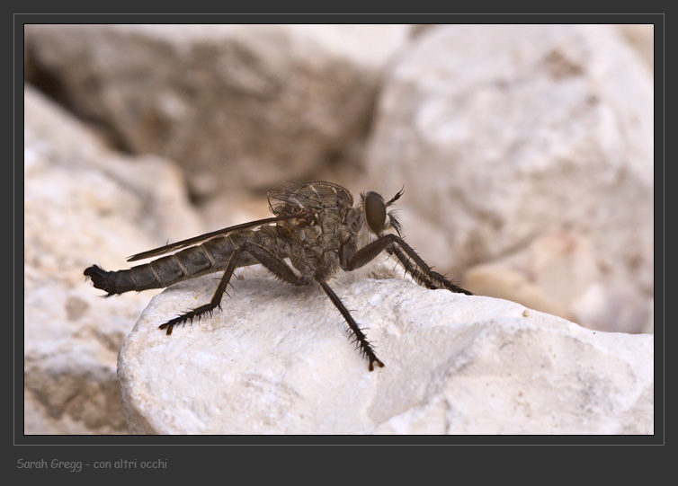 Due Asilidae dalla Majella