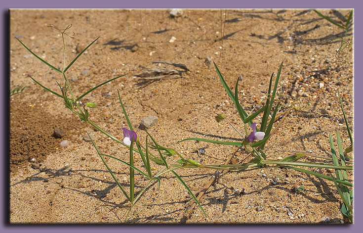 Lathyrus hirsutus / Cicerchia pelosa