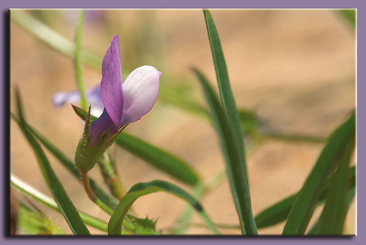 Lathyrus hirsutus / Cicerchia pelosa