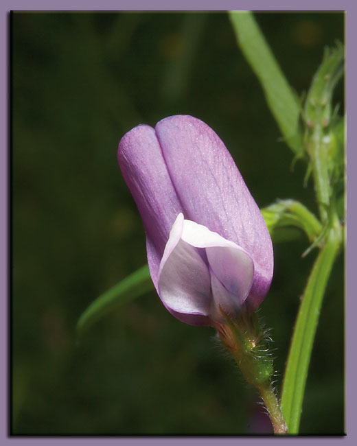 Lathyrus hirsutus / Cicerchia pelosa