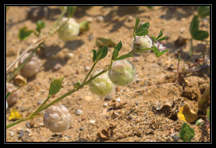 Trifolium tomentosum  e Trifolium resupinatum