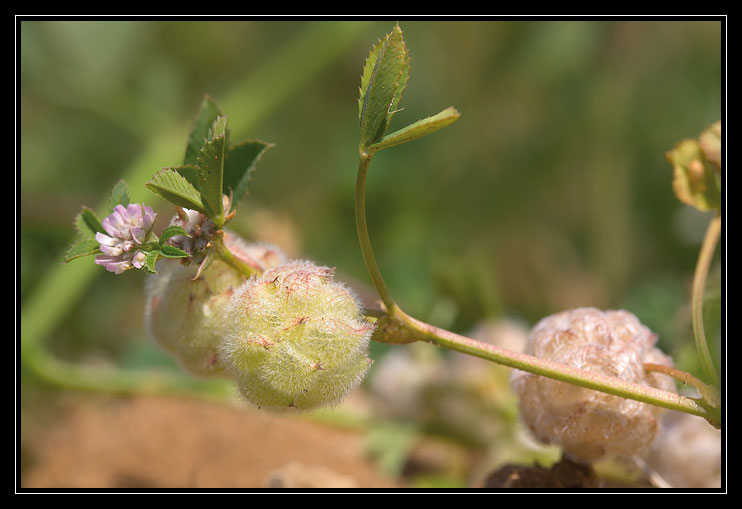 Trifolium tomentosum  e Trifolium resupinatum