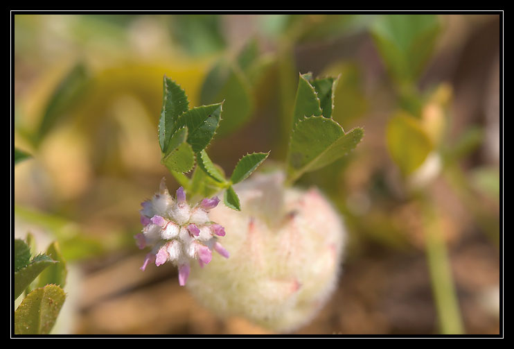 Trifolium tomentosum  e Trifolium resupinatum