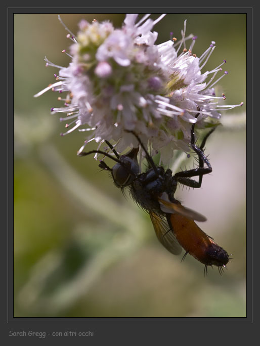Due Tachinidae (Cylindromyia sp.. e Clairvillia sp.)