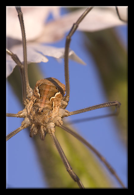 Opiliones sul litorale romano o mostro marino?