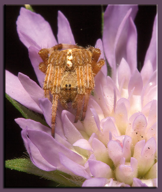 Il giorno dei ragni (Araneus (angulatus?))