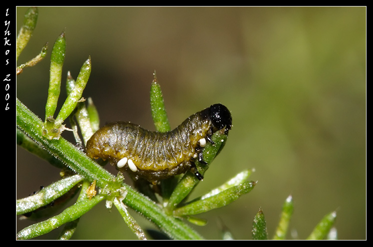 Chi mangia l''asparago? Crioceris asparagi