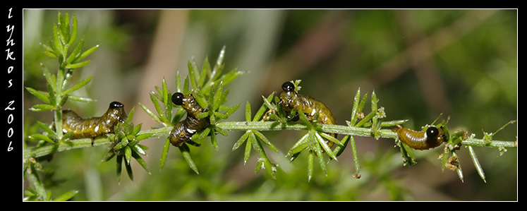 Chi mangia l''asparago? Crioceris asparagi