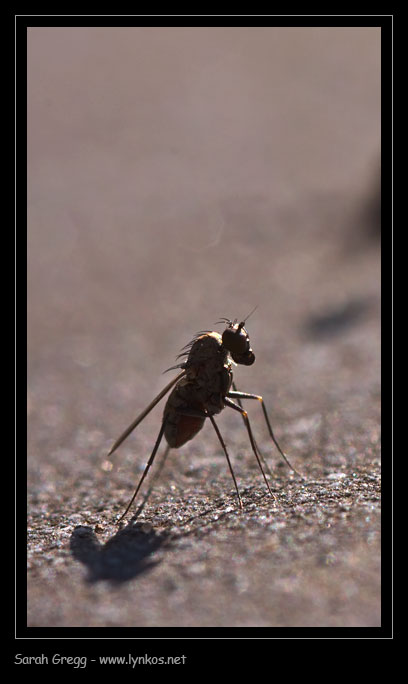 Medetera sp. (Dolichopodidae)
