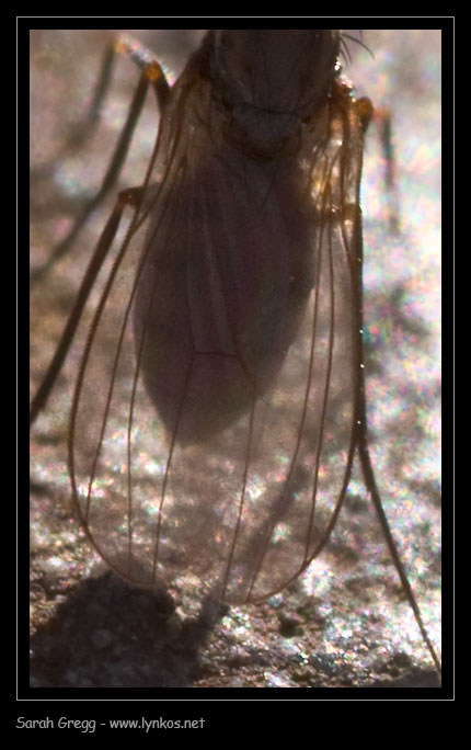 Medetera sp. (Dolichopodidae)