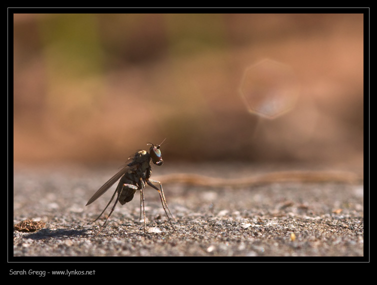 Medetera sp. (Dolichopodidae)