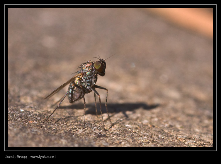Medetera sp. (Dolichopodidae)