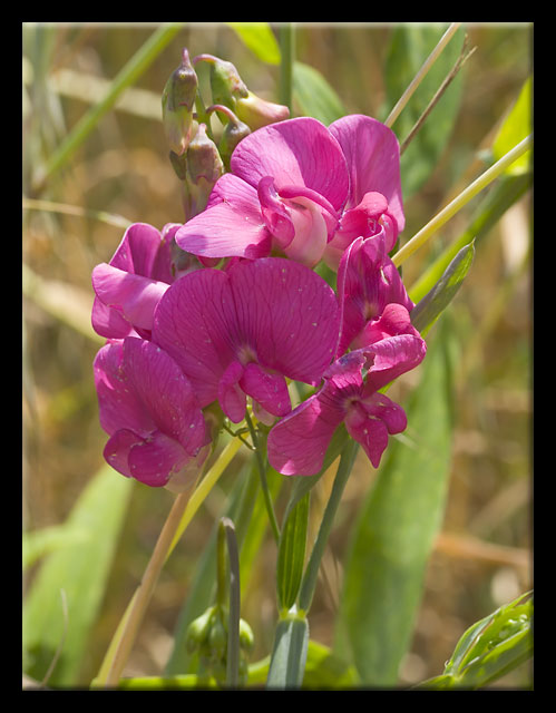 Lathyrus latifolius /  Cicerchia a foglie larghe