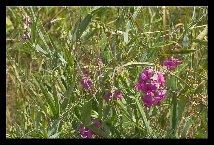 Lathyrus latifolius /  Cicerchia a foglie larghe