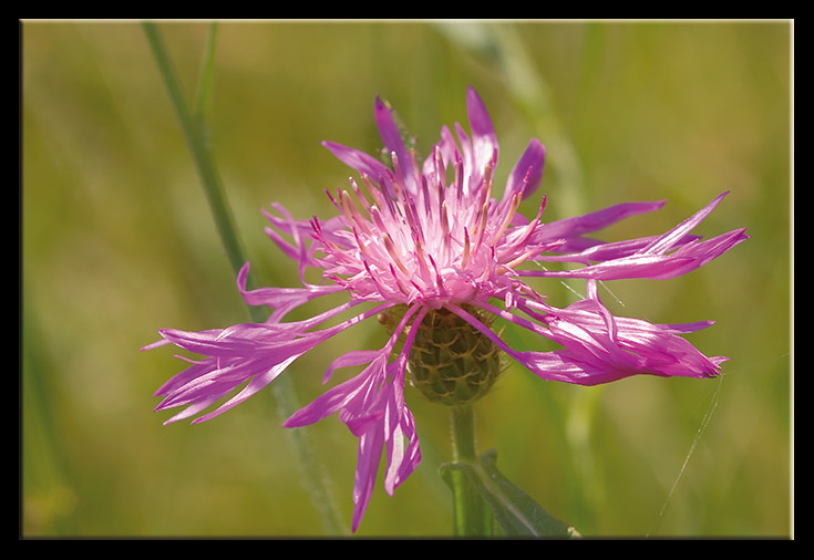 Centaurea napifolia / Fiordaliso romano
